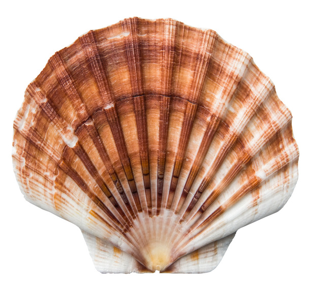 İzole kahverengi tarak Shell - Fotoğraf, Görsel