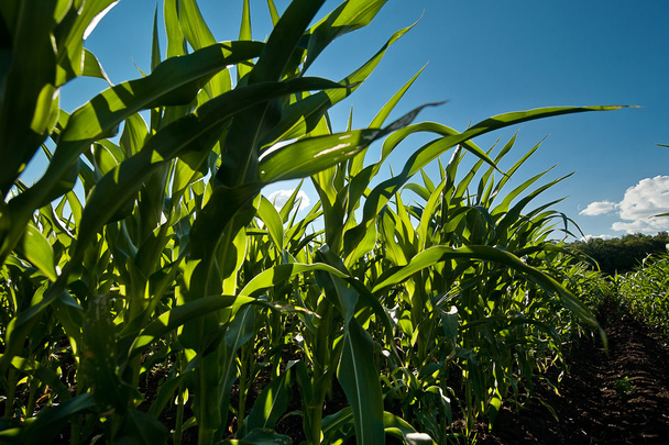 koncepcja rolnictwa pole kukurydzy - Zdjęcie, obraz