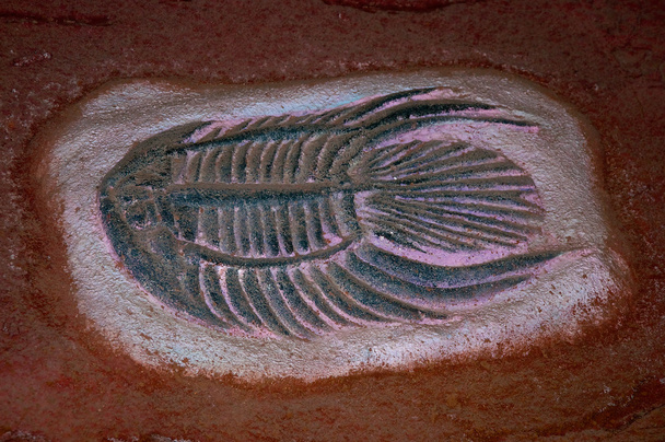 魚のモデル化石 - 写真・画像