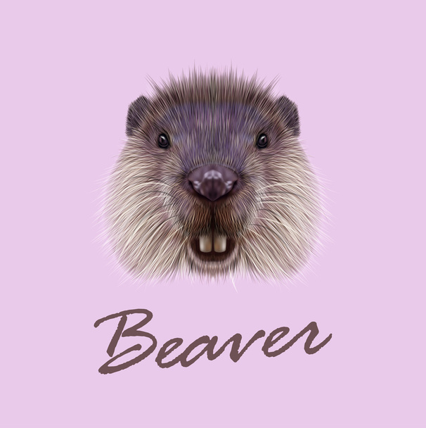 Vector Illustrated Portrait of Beaver.  - Vector, Image