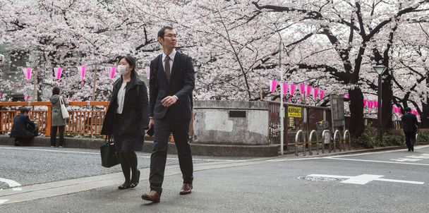 Japan cherry blossom - Foto, afbeelding