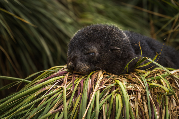 草で眠っている南極オットセイの子犬 - 写真・画像