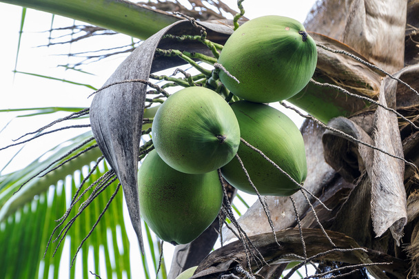 kokosnoot op kokosnoot boom. - Foto, afbeelding