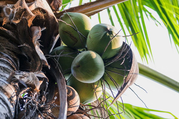 Coconut on coconut tree. - Foto, immagini