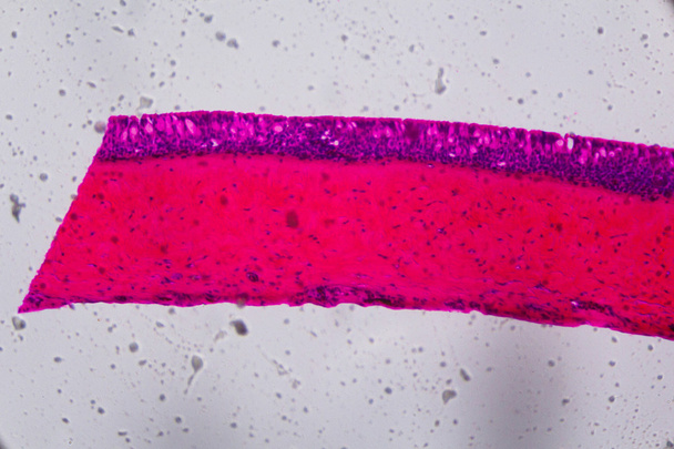 Anodonta βράγχια κροσσωτό επιθήλιο κάτω από το μικροσκόπιο - Abstra - Φωτογραφία, εικόνα