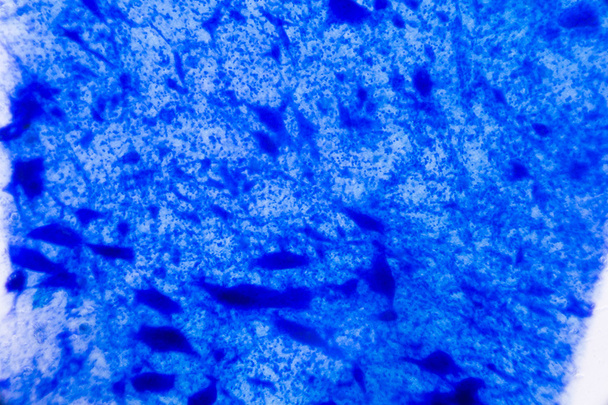 Nervenzelle unter dem Mikroskop - abstrakte blaue Punkte auf weißem Ba - Foto, Bild
