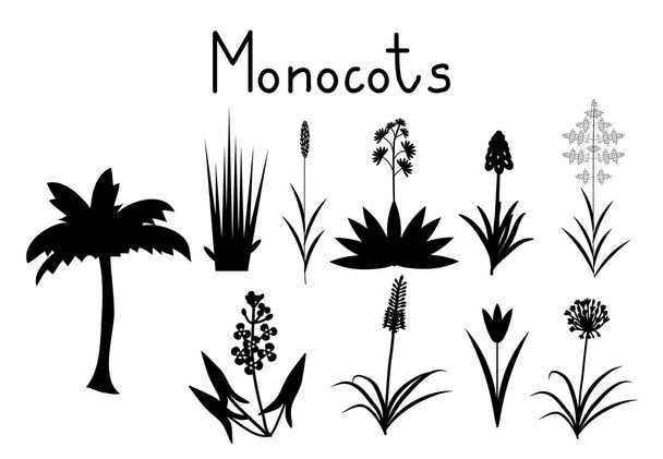 Examples of monocots - Vector, Image