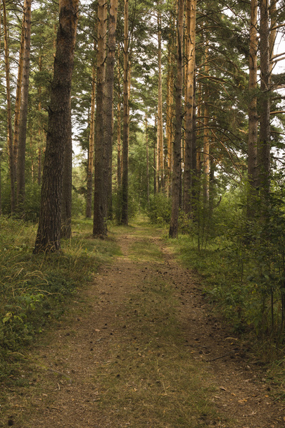Road in a pine forest. Summer, day. - Φωτογραφία, εικόνα