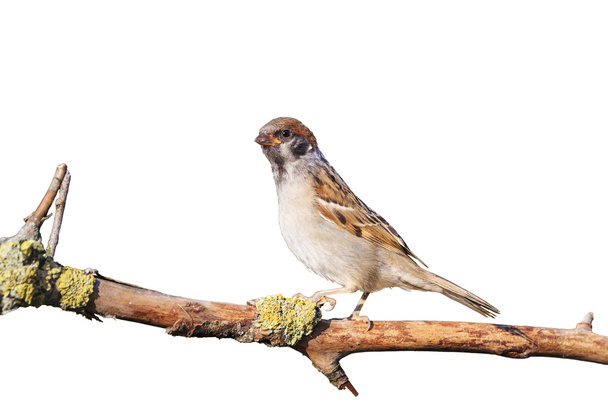 Eurasian tree sparrow sitting on a branch isolated on white - Photo, Image
