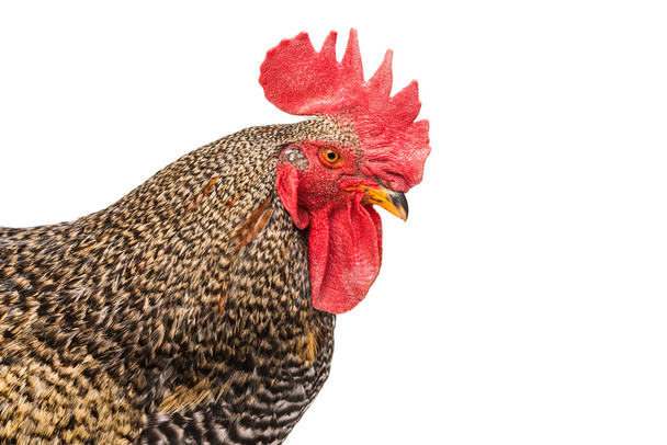 hermosa polla aislada
  - Foto, Imagen