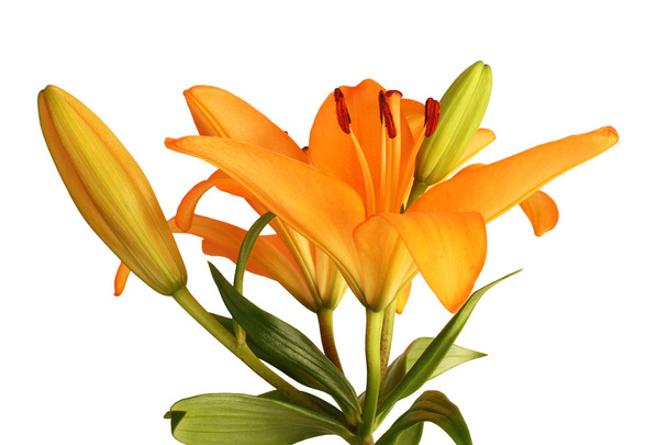 Oranžový den lily květina izolovaných na bílém pozadí - Fotografie, Obrázek