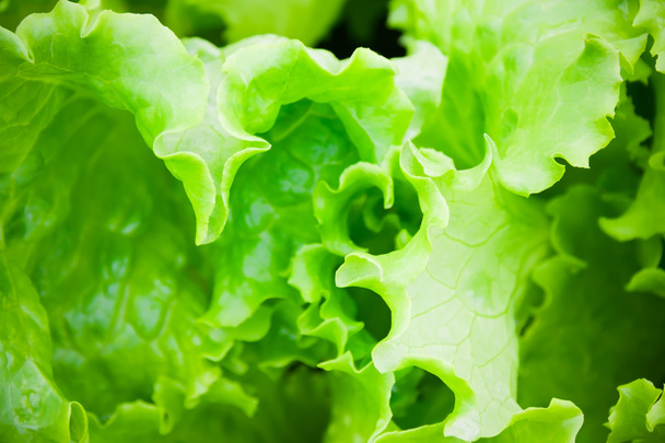 Close up of green salad. Concept of healthy lifestyle and dieting. Selective focus - Foto, afbeelding