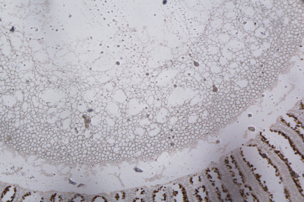 Agaricus-Schnitt unter dem Mikroskop - Foto, Bild