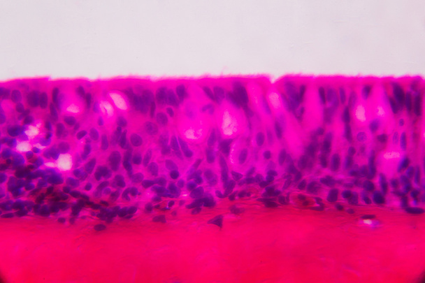 Anodonta kieuwen ciliated epitheel onder de Microscoop - Abstra - Foto, afbeelding