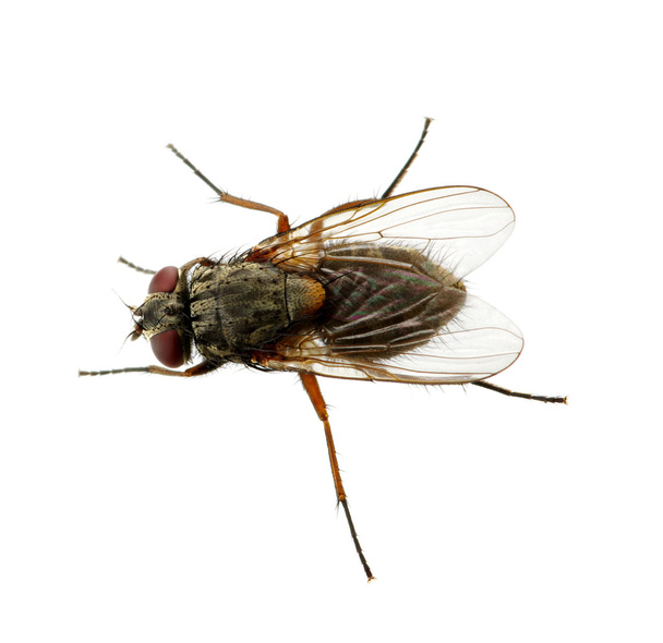 insecto sobre un blanco
 - Foto, Imagen
