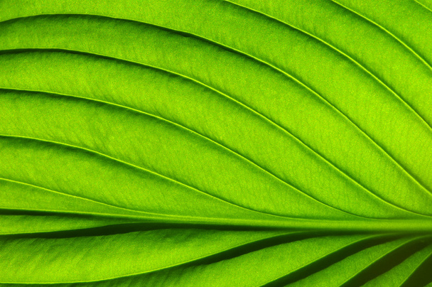 Textura de hoja verde
 - Foto, imagen