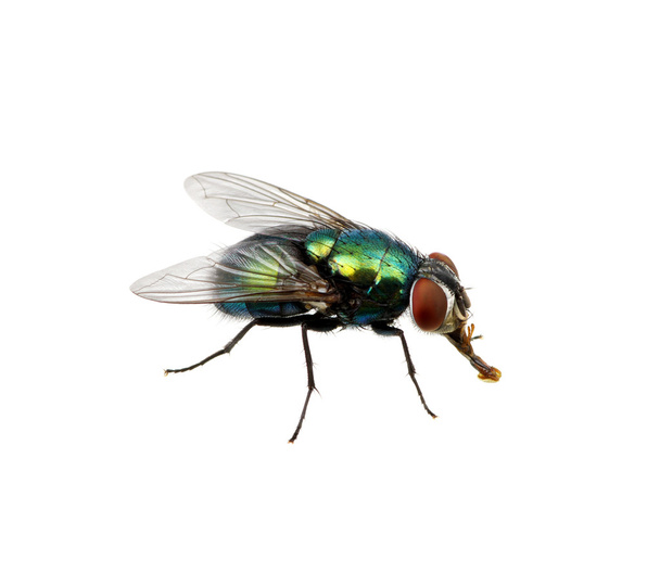 böcek üzerinde beyaz izole - Fotoğraf, Görsel
