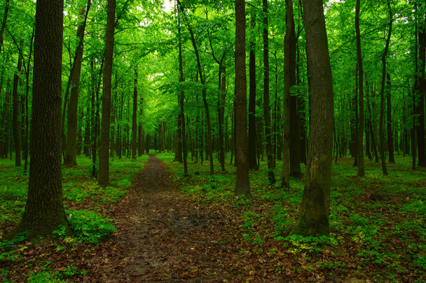 el bosque verde
 - Foto, Imagen