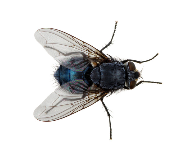hmyzu izolovaných na bílém - Fotografie, Obrázek