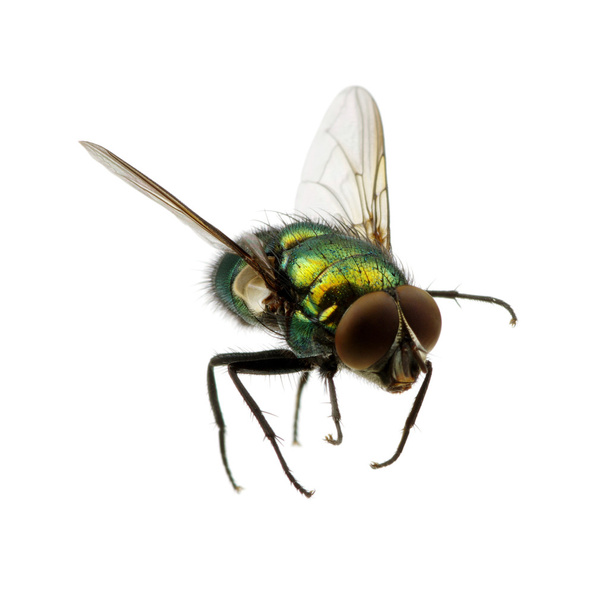 böcek üzerinde beyaz izole - Fotoğraf, Görsel
