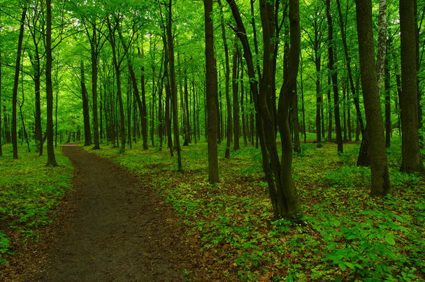 el bosque verde
 - Foto, imagen