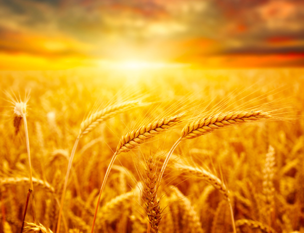 поля пшениці
 - Фото, зображення