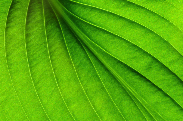 πράσινο φύλλο υφή - Φωτογραφία, εικόνα