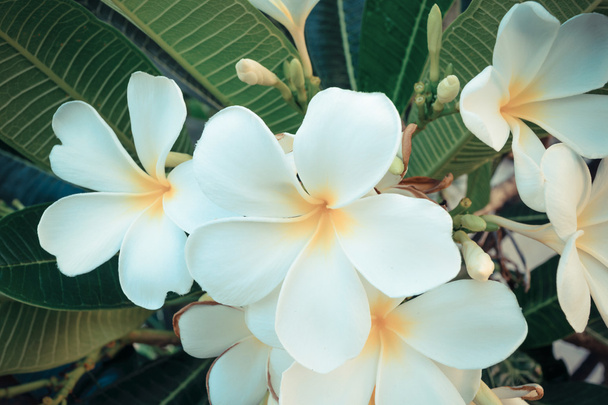 Belle fleur blanche - Photo, image