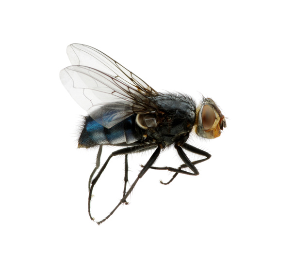 Пчела изолирована на белом - Фото, изображение