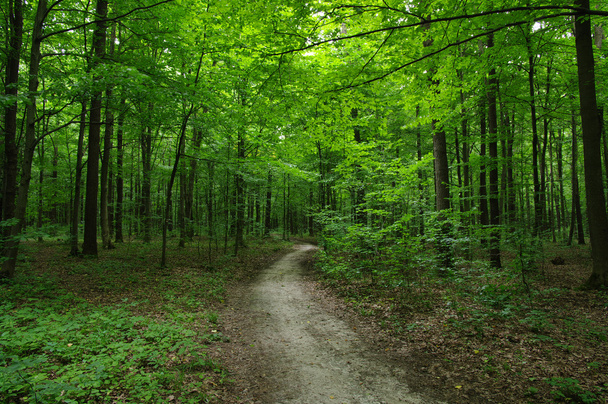 A Floresta Verde
 - Foto, Imagem