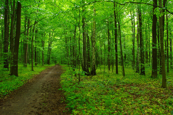 schöner grüner Wald - Foto, Bild