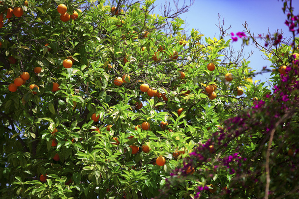 meyveli mandalina ağacı - Fotoğraf, Görsel