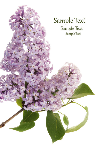 Lilac flower - Photo, Image
