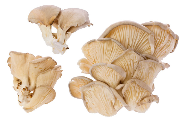 Funghi dell'ostrica (Pleurotus ostreatus
) - Foto, immagini