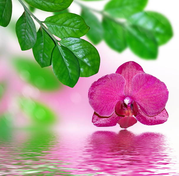 Primer plano de la orquídea. Ramo de flores orquídea
 - Foto, Imagen