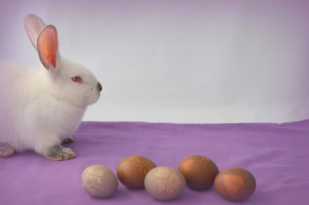 húsvéti nyúl és tojás - Fotó, kép