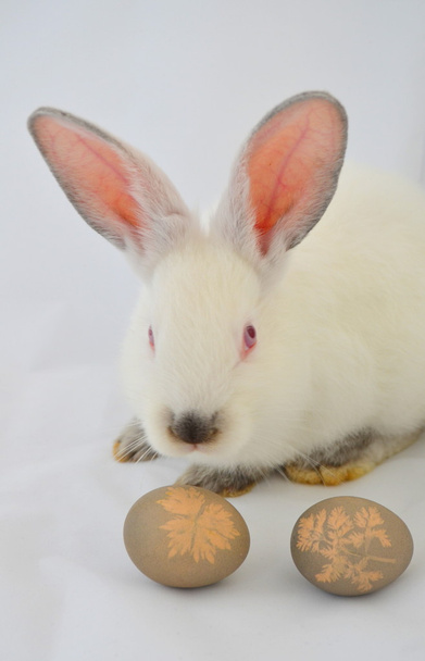 пасхальный кролик и яйца - Фото, изображение