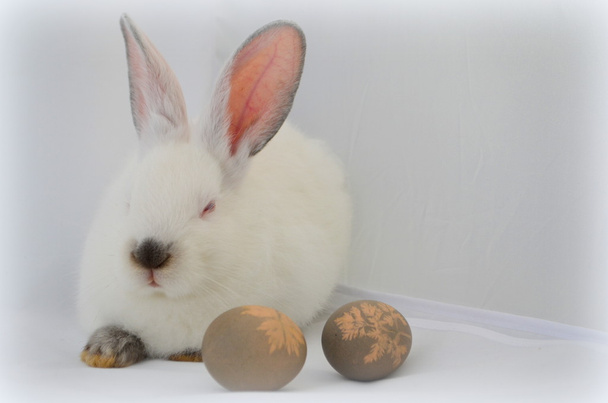 великодній кролик і яйця
 - Фото, зображення