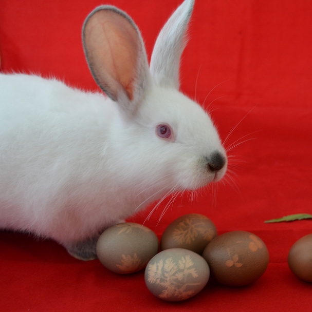 Húsvéti nyuszi és a húsvéti fürj tojás - Fotó, kép