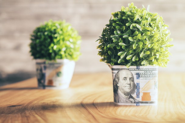 Dollar plant pots - Фото, зображення