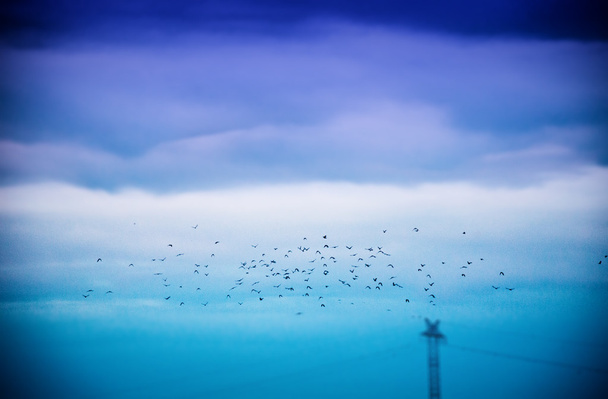 Snow Geese in Flight - Фото, изображение