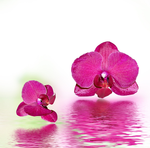 Крупный план орхидеи. Букет орхидеи из цветов
 - Фото, изображение