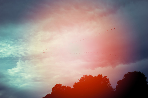 Снежные гуси в полёте
 - Фото, изображение