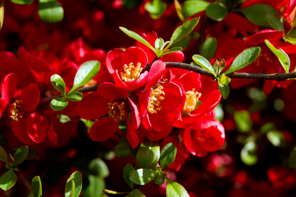 Japanese Quince (Chaenomeles japonica) - Photo, Image