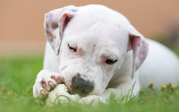 cane che gioca con una palla - Foto, immagini