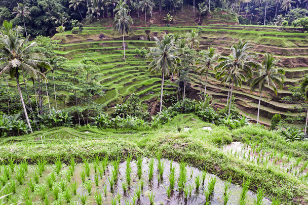 Terrasse de riz Tegalalang, Ubud, Bali
 - Photo, image