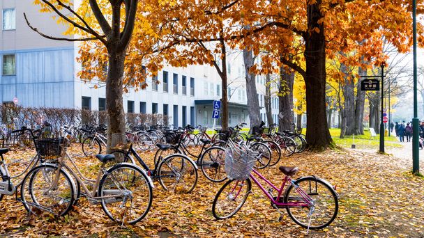 秋の北海道大学で秋のシーズン - 写真・画像