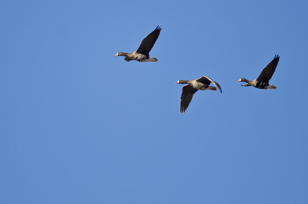 Три больших белых гуся летят в голубом небе
  - Фото, изображение
