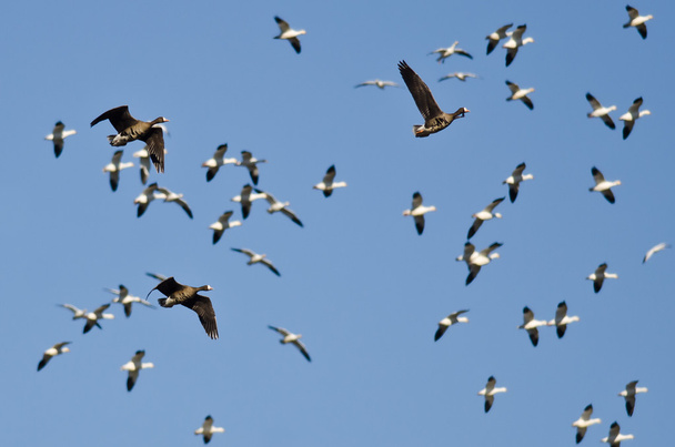 Three Greater White-Fronted Geese Flying Amid the Flock of Snow Geese  - Photo, Image