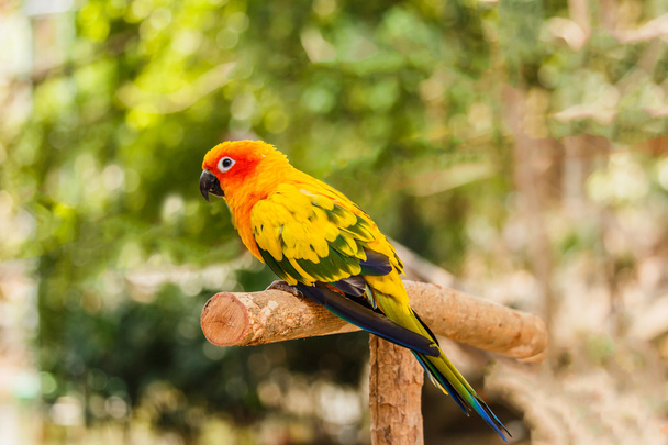 Sun Conure parrot sits perched on  branch. - Photo, Image
